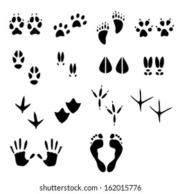 tracks of wild animals and birds