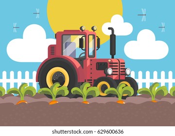 The tractor is on the field. The harvest of carrots. Vector transport red. White fence farm