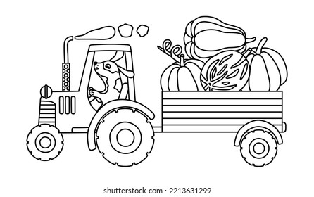 Tractor With Pumpkins And Dog In Graphic Style.A Farm Truck Transports Several Pumpkins Of Various Shapes In A Trailer.Cartoon Cute Dog Is Driving.Coloring Page For Kids.Vector Isolated Illustration. 