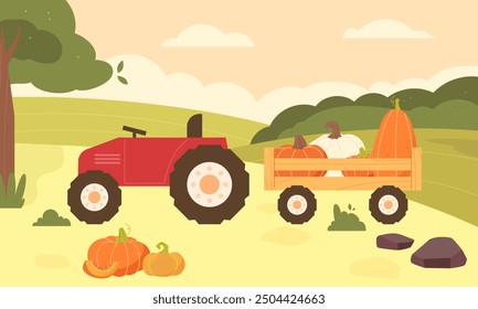 Tractor with trailer and pumpkins in the field. Harvesting. Farming, agriculture. Organic products