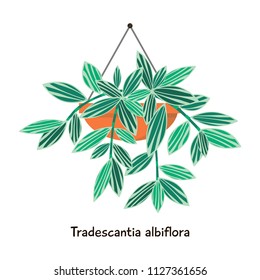 Tradescantia - flat style illustration. Vector design.