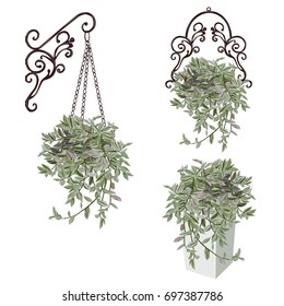 Tradescantia in two art cachepots and in a pot, the color vector image on a white background