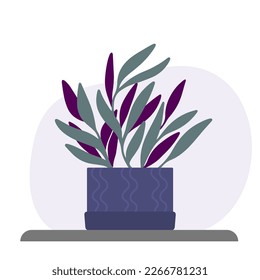 Tradescantia in violet pot. Tropical plant indoor.
