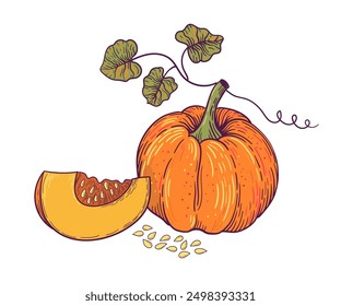 Traditional autumn orange pumpkins, whole, slice and pumpkin seeds