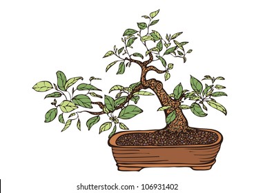 traditional bonsai tree in a pot, hand drawn vector illustration, multicolored, isolated over white background