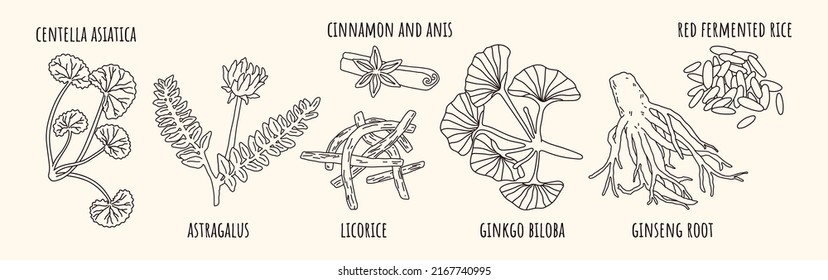 Traditional Chinese Medicine Herbs. Vector hand drawn illustration. All elements are isolated.