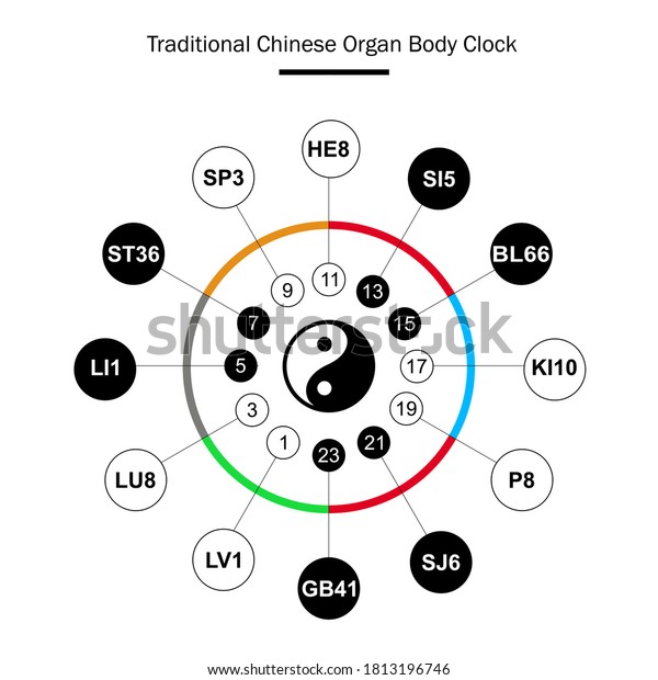 Traditional Chinese Organs Body Clock Main Stock Vector (Royalty Free ...