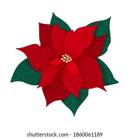 Traditional Christmas poinsettia flower with green leaves and red petals. Christmas flower blooming plant isolated on white background. Vector illustration