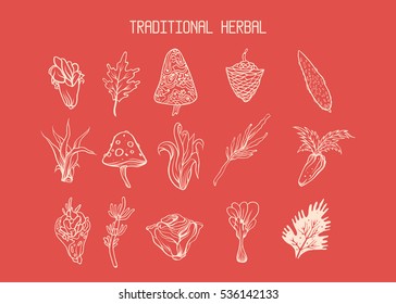 traditional herbs vector
