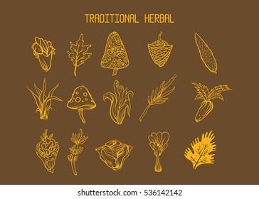traditional herbs vector