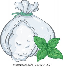 traditional Italian burrata cheese with basil . vector illustration