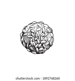 Traditional Italian cookie Pignoli. Italian chips (biscuits). Hand drawn sketch style drawings. Top view. Vector illustration isolated on white background.