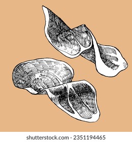 Traditional italian dishes. Hand-drawn illustration of Prosciutto Slices. Vector. Ink drawing. 