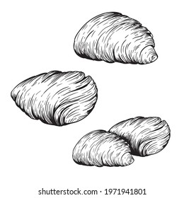 Traditional italian sweets Sfogliatelle set. Hand drawn sketch style. Puff pastry with cream inside. Best for menu and package design. Vector illustrations.