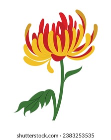 Traditional Japanese Chrysanthemum flower, with red and gold petals. Hand drawn isolated vector illustration in flat design