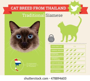 Traditional Siamese Cat  breed vector infographics. This cat breed from Thailand