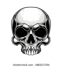 Traditional skull design. Vector illustration of human skull in engraving technique isolated on white background. 