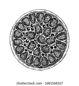 Traditionelle Erdbeerkuchenskizze. Ink handgezeichnet Beeren backen Kuchen Vektorillustration Illustration. Hausgemachte Erdbeerzarte. Süßes Bäckerei.  