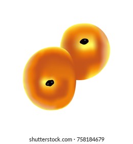 Traditional Swedish pastry saffron bun, vector