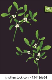 Traditional winter set of vector decorative elements with Omela, mistletoe album branches, isolated on dark background. Christmas holiday objects collection. Happy new year. Xmas illustration.
