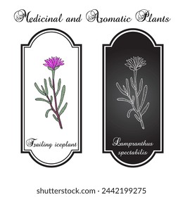 Trailing iceplant (Lampranthus spectabilis), ornamental plant. Hand drawn botanical vector illustration