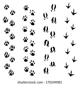 Trails of animals steps isolated on white background (vector illustration)