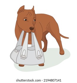 Trained  brown dog standing and holding a female bag. American Staffordshire terrier. Vector illustration, flat style, isolated on white background.