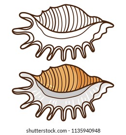 Training coloring for kids with sea shell and sample vector illustration