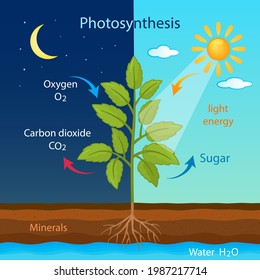 Training Poster Process Cellular Respiration Growing Stock Vector ...