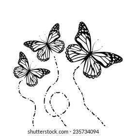 trajectory of the butterflies. Vector