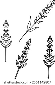 Tranquil Lavender Line Art Vector