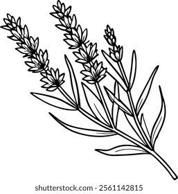 Tranquil Lavender Line Art Vector