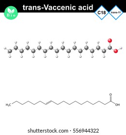 trans- Vaccenic unsaturated fatty acid molecule, trans isomer molecular structure, 2d and 3d vector illustration, eps 10