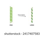 Transcription, DNA is converted into a mRNA . Genetic code. Vector illustration.