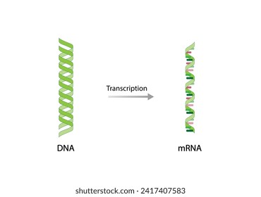 Transcription, DNA is converted into a mRNA . Genetic code. Vector illustration.