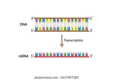Transcription, DNA is converted into a mRNA . Genetic code. Vector illustration.