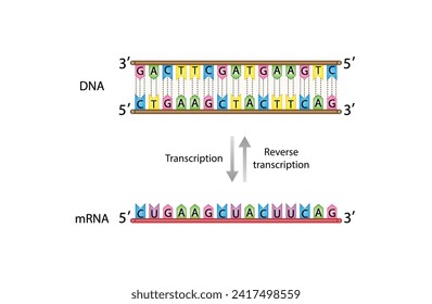 Transcription, DNA is converted into a mRNA. Reverse Transcription, mRNA is converted into a DNA. Genetic code. Vector illustration.