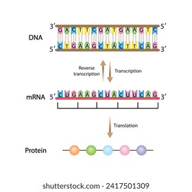 Transcription, DNA is converted into a mRNA. Reverse Transcription, mRNA is converted into a DNA. Translation, mRNA directs protein synthesis. Genetic code. Vector illustration.