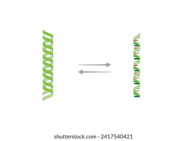 Transcription, DNA is converted into a mRNA. Reverse Transcription, mRNA is converted into a DNA. Genetic code. Vector illustration.