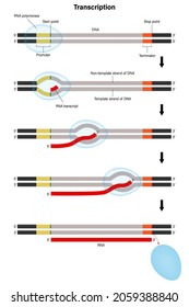 Transcription. DNA Directed Synthesis Of RNA. Stage Of Transcription.