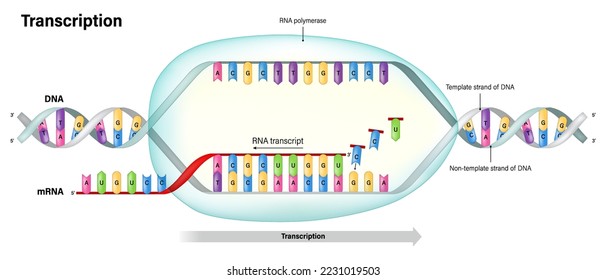 Transcription. DNA directed synthesis of RNA. RNA polymerase. Template stand and Non template stand.