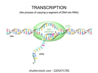 transcription dna to mrna. RNA polymerase for dna replication. vector illustration