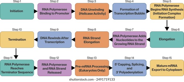 Ilustración del diagrama de flujo del proceso de transcripción, fondo blanco, diagrama del Vector de la Ciencia