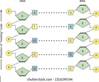 Transcription Of RNA From DNA