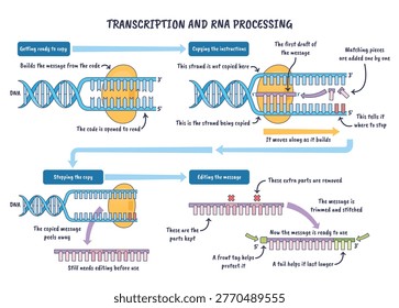 Transcription and RNA processing illustrated as DNA opens, RNA polymerase builds mRNA and splicing refines it, key objects, DNA helix, polymerase, mRNA.