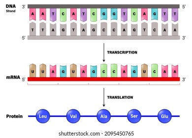 Transcription and Translation. DNA, mRNA and Protein. Molecular Biology.