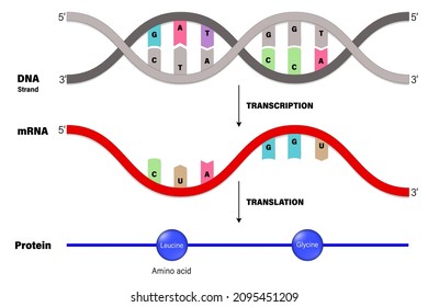 Transcripción y Traducción. ADN, ARNm y proteína. Biología molecular.