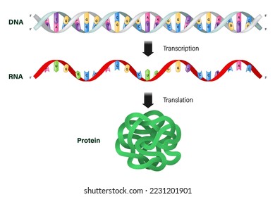 Transcription and translation. DNA, mRNA and Protein. Protein synthesis.