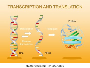 Transkription und Übersetzung. Von DNA zu mRNA. Proteinsynthese. Genetischer Code. RNA-Verarbeitung. Genausdruck. Vektorgrafik.