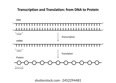 Transcription and Translation: from DNA to Protein